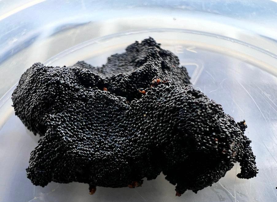 Caviar de Vanille